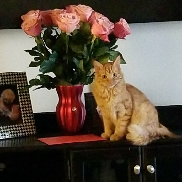 Meet your Posher, Julie - Picture 3 of 4